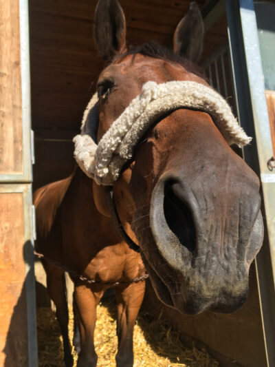 horse